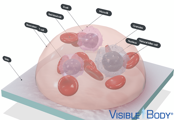 3d-blood-cell-lymphocytes-microvilli-logo